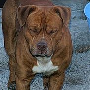 Kilo Versace is registered to the contest to win money with this photo: dog, brown_dog, pet, animal, outdoor, concrete_steps, blue_bucket, close_up, standing, short_hair, white_patch, ears_down, nostrils, snout, paw, sidewalk, daylight, quiet, calm, still