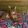 cat, tabby_cat, gray_cat, pet, animal, feline, indoors, bedroom, blanket, patterned_blanket, dresser, furniture, orange_toy, toy, sitting, lying_down, portrait, whiskers, pointed_ears, yellow_eyes