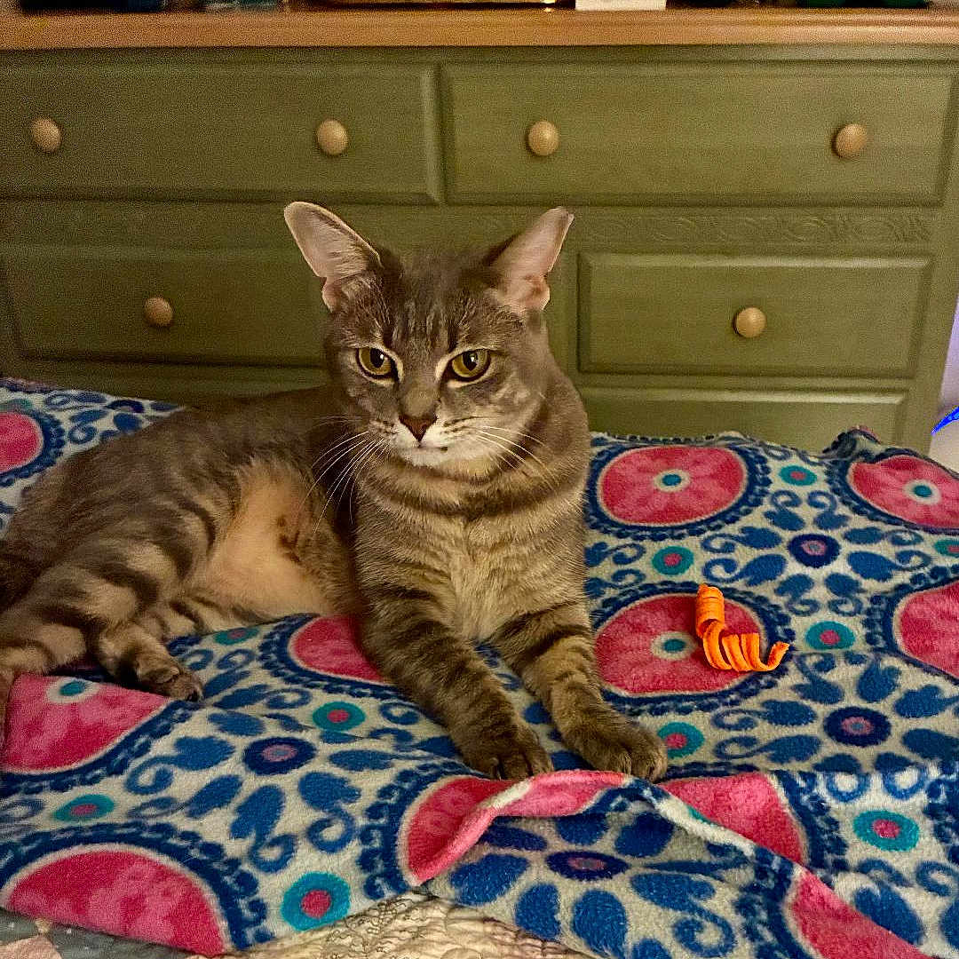 Lilly