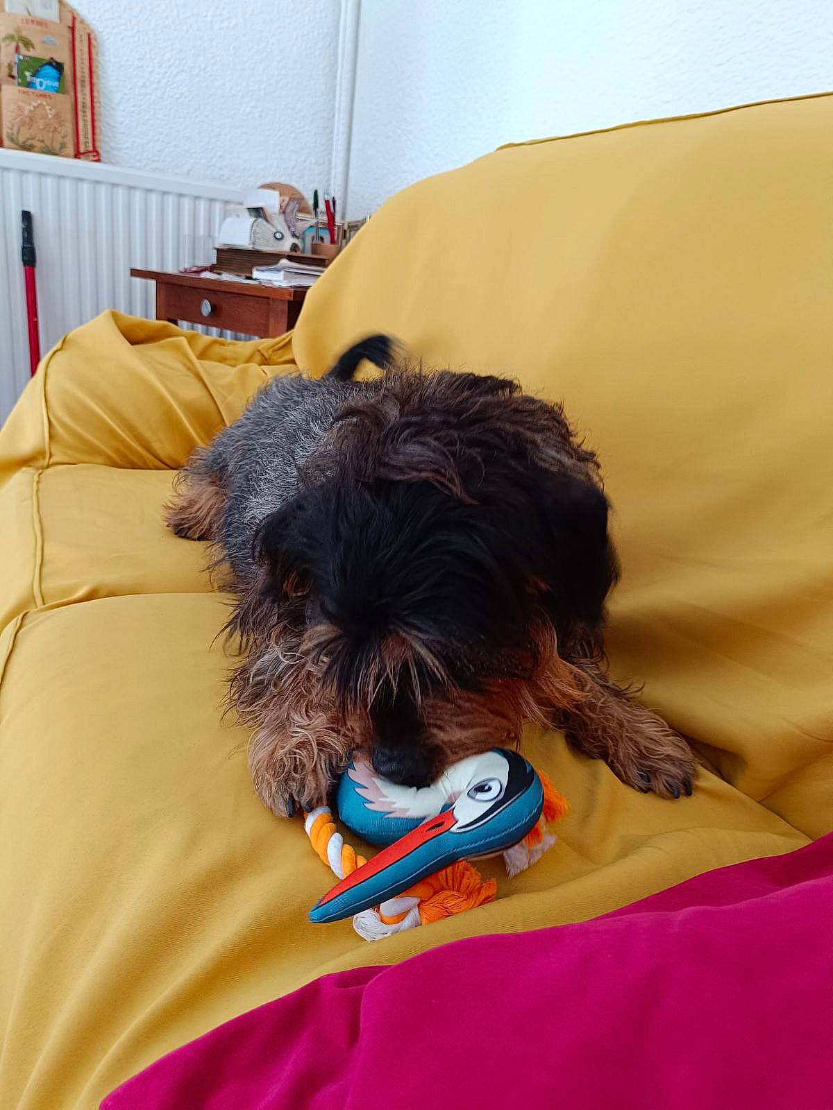 Bradley a rejoint le concours — aidez-le/la à gagner de superbes lots ! beard, canidae, carnivore, comfort, companion_dog, dog, dog_breed, fur, head, linens, neck, picture_frame, room, sleeve, small_terrier, sporting_group, t_shirt, television, terrier, toy_dog