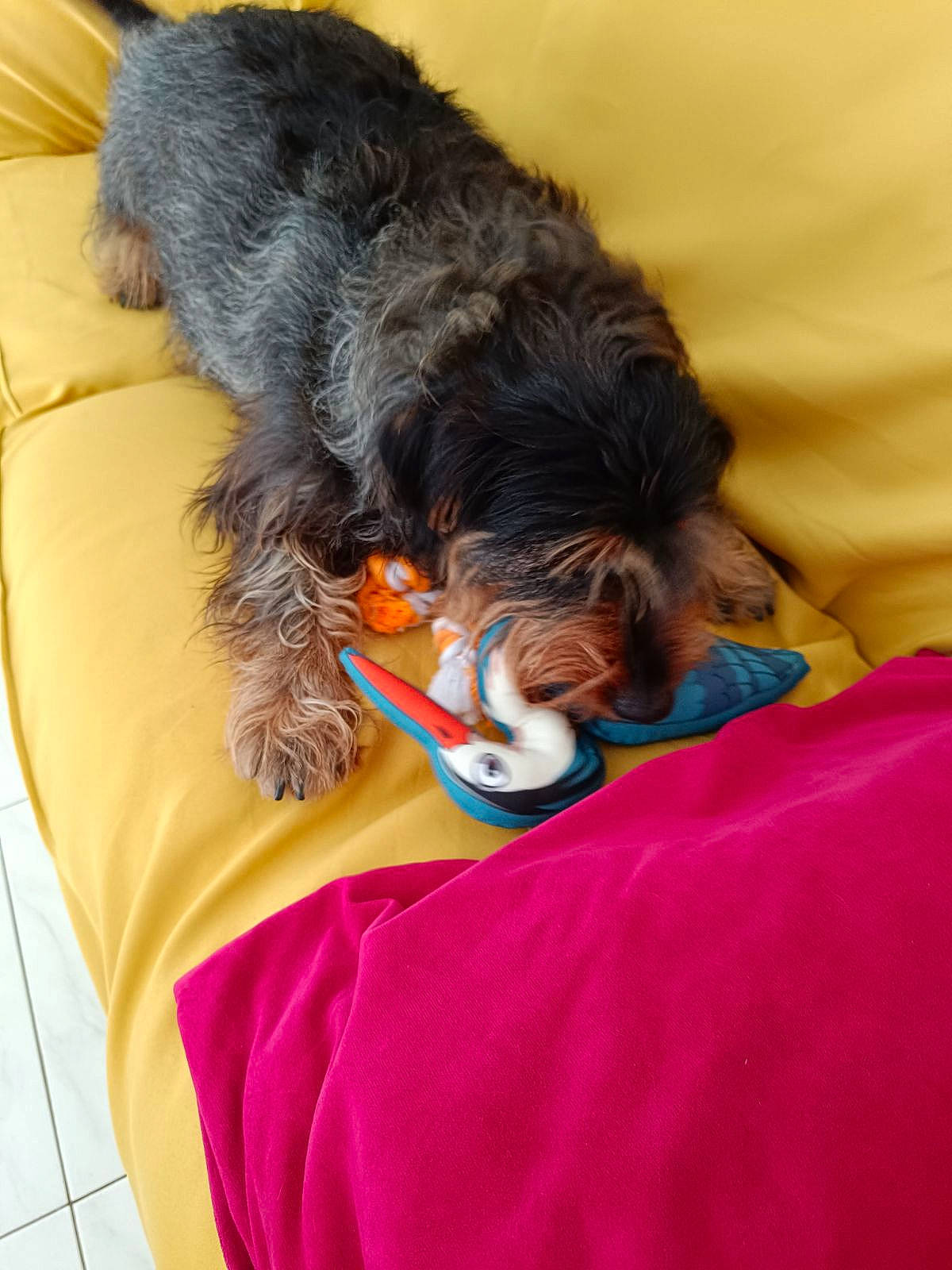 Bradley participe au concours pour gagner de l'argent avec cette photo : canidae, carnivore, comfort, companion_dog, dog, dog_breed, dog_supply, felidae, fur, mammal, nap, puppy, small_terrier, snout, sporting_group, tail, terrier, toy_dog, vertebrate, water_dog