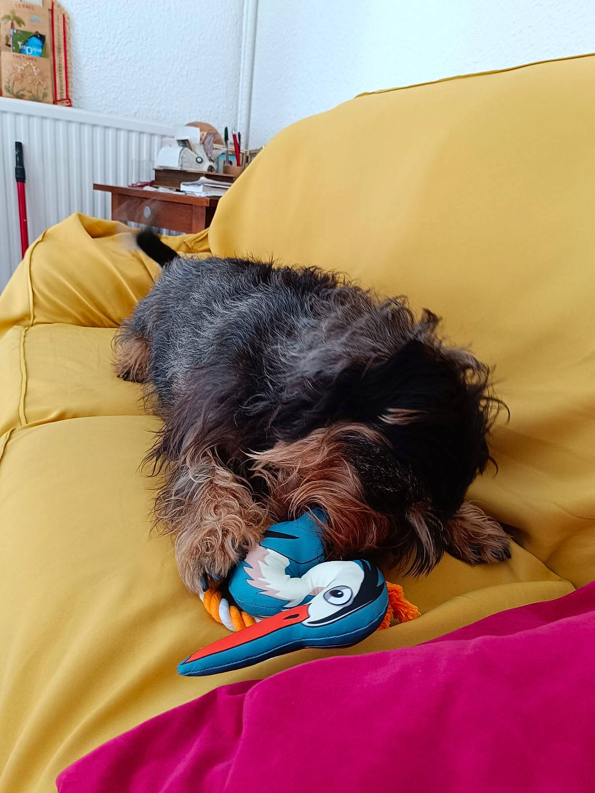 Bradley participe au concours pour gagner de l'argent avec cette photo : bookcase, canidae, carnivore, comfort, companion_dog, dog, dog_breed, dog_supply, ear, fur, linens, nap, picture_frame, shelf, small_terrier, snout, sporting_group, terrier, toy_dog, water_dog