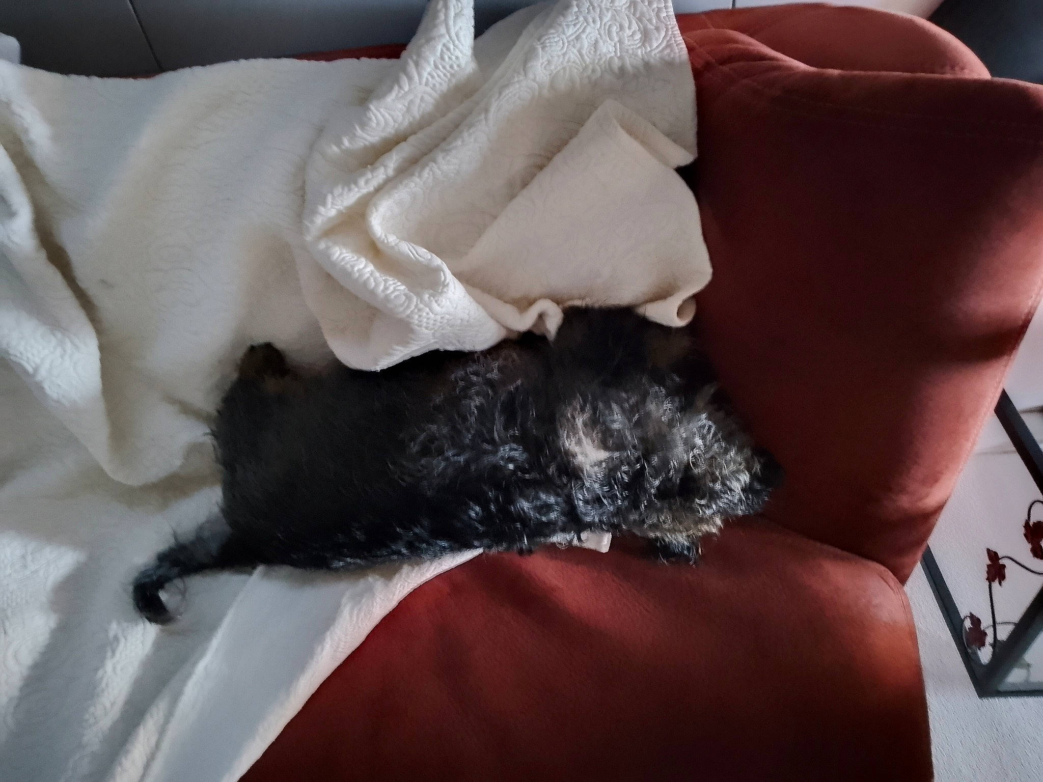 Bradley a rejoint le concours — aidez-le/la à gagner de superbes lots ! bedding, carmine, carnivore, comfort, companion_dog, dog, dog_breed, fashion_accessory, fawn, felidae, fur, gesture, human_leg, linens, mammal, nail, nap, tail, thigh, wrist