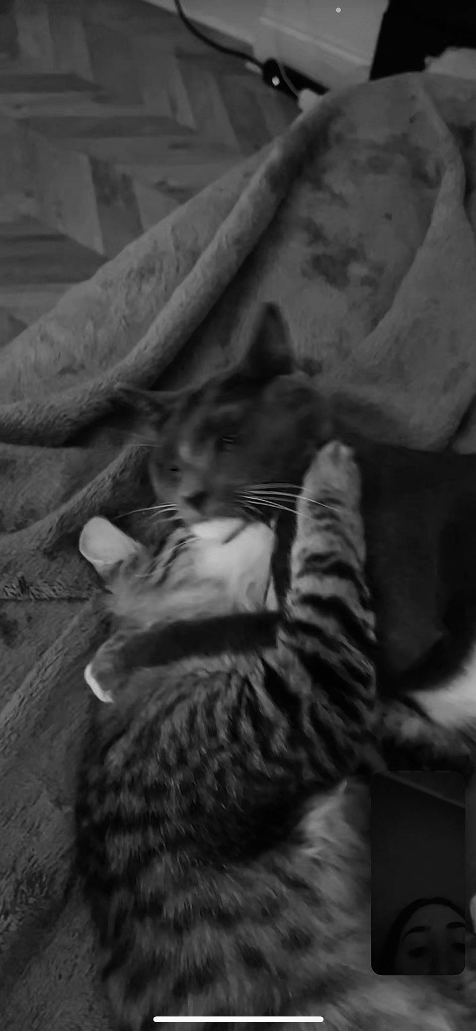 Brooklyn is registered to the contest to win money with this photo: black, black_and_white, carnivore, cat, comfort, darkness, domestic_short_haired_cat, felidae, fur, grey, mammal, monochrome, monochrome_photography, sitting, small_to_medium_sized_cats, snout, style, tail, vertebrate, whiskers