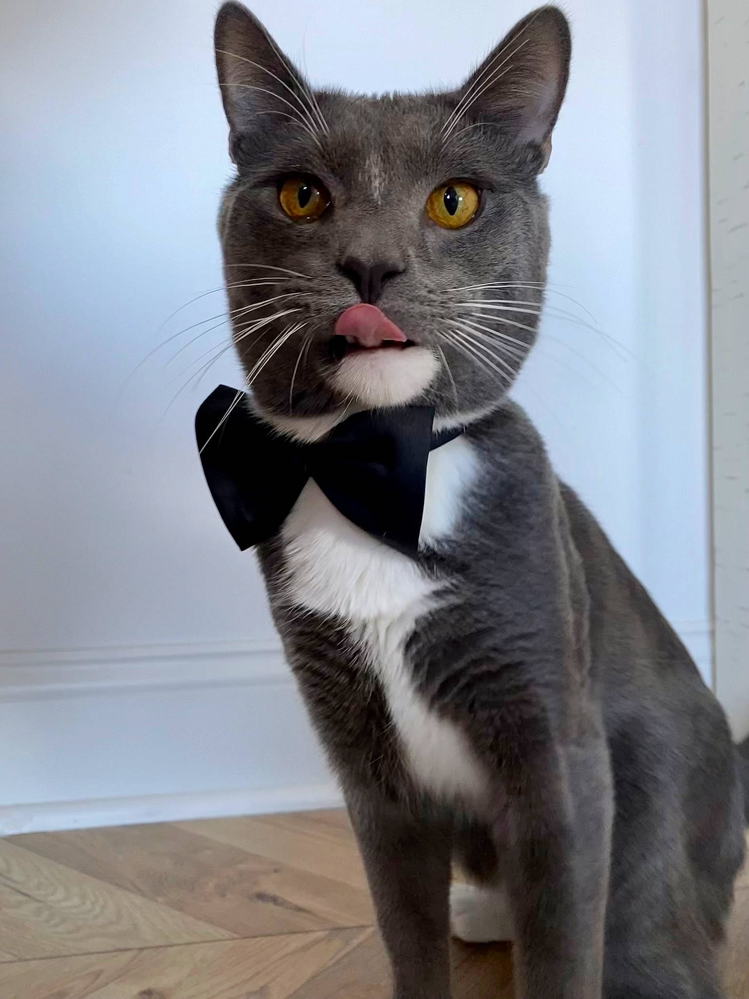 Brooklyn is registered to the contest to win money with this photo: carnivore, cat, domestic_short_haired_cat, felidae, flooring, fur, grey, paw, pet_supply, puzzle, small_to_medium_sized_cats, snout, tail, terrestrial_animal, whiskers, window