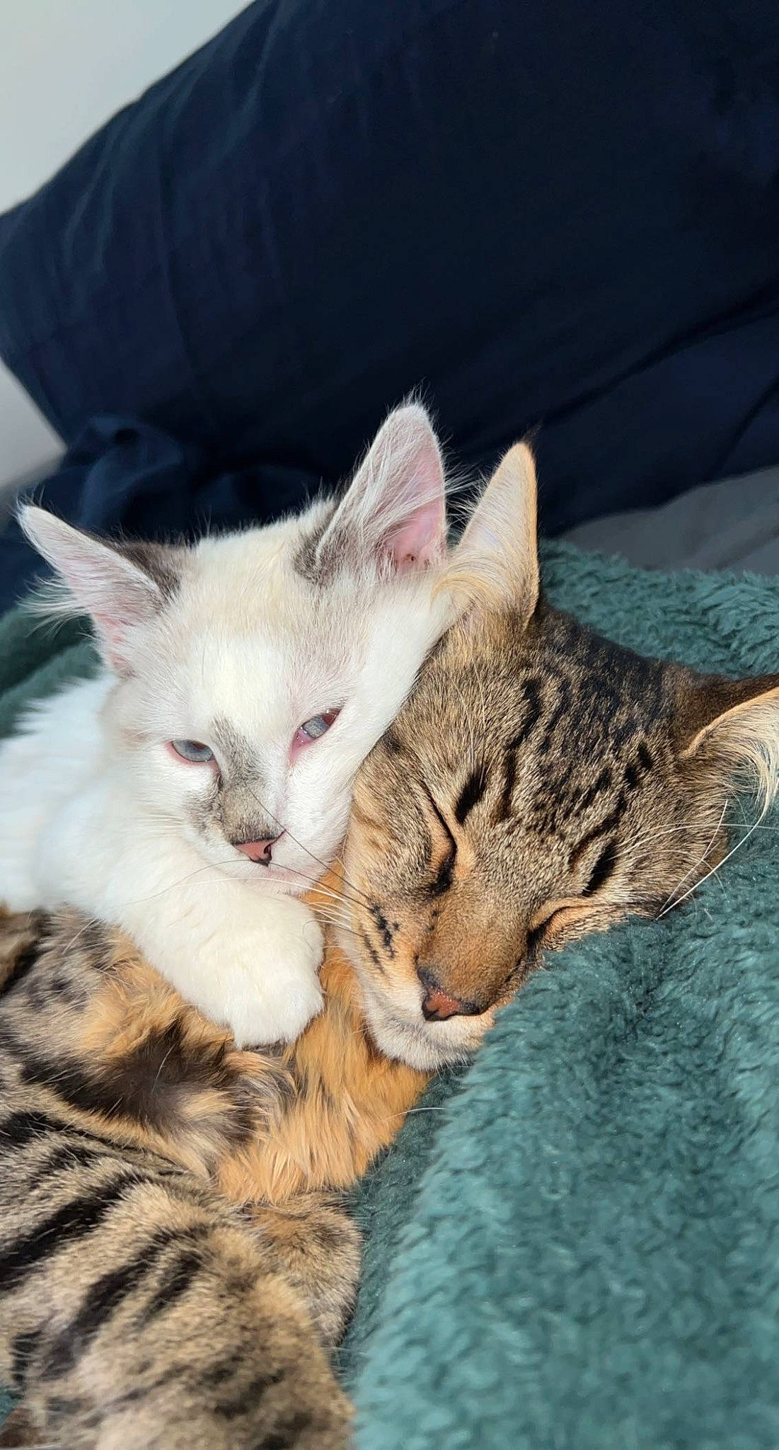 Teddy joined the competition — help win amazing prizes! carnivore, cat, cat_bed, claw, comfort, domestic_short_haired_cat, ear, fawn, felidae, fur, nap, paw, sleep, small_to_medium_sized_cats, snout, tail, whiskers