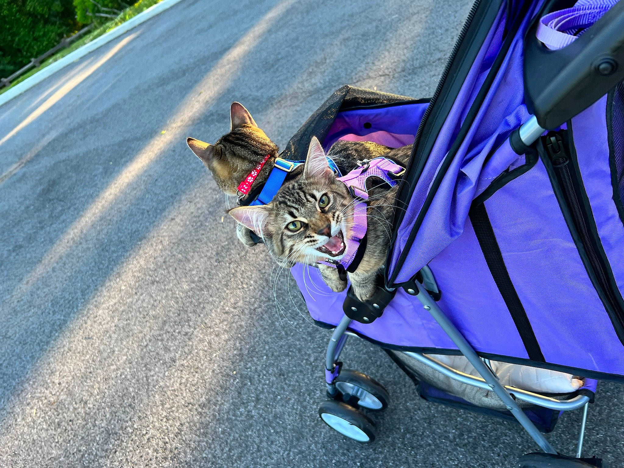 Teddy joined the competition — help win amazing prizes! asphalt, automotive_exterior, automotive_lighting, automotive_tire, automotive_wheel_system, bag, bicycle_handlebar, bicycle_tire, carnivore, cat, electric_blue, felidae, luggage_and_bags, motor_vehicle, plant, recreation, road_surface, small_to_medium_sized_cats, tire, vehicle
