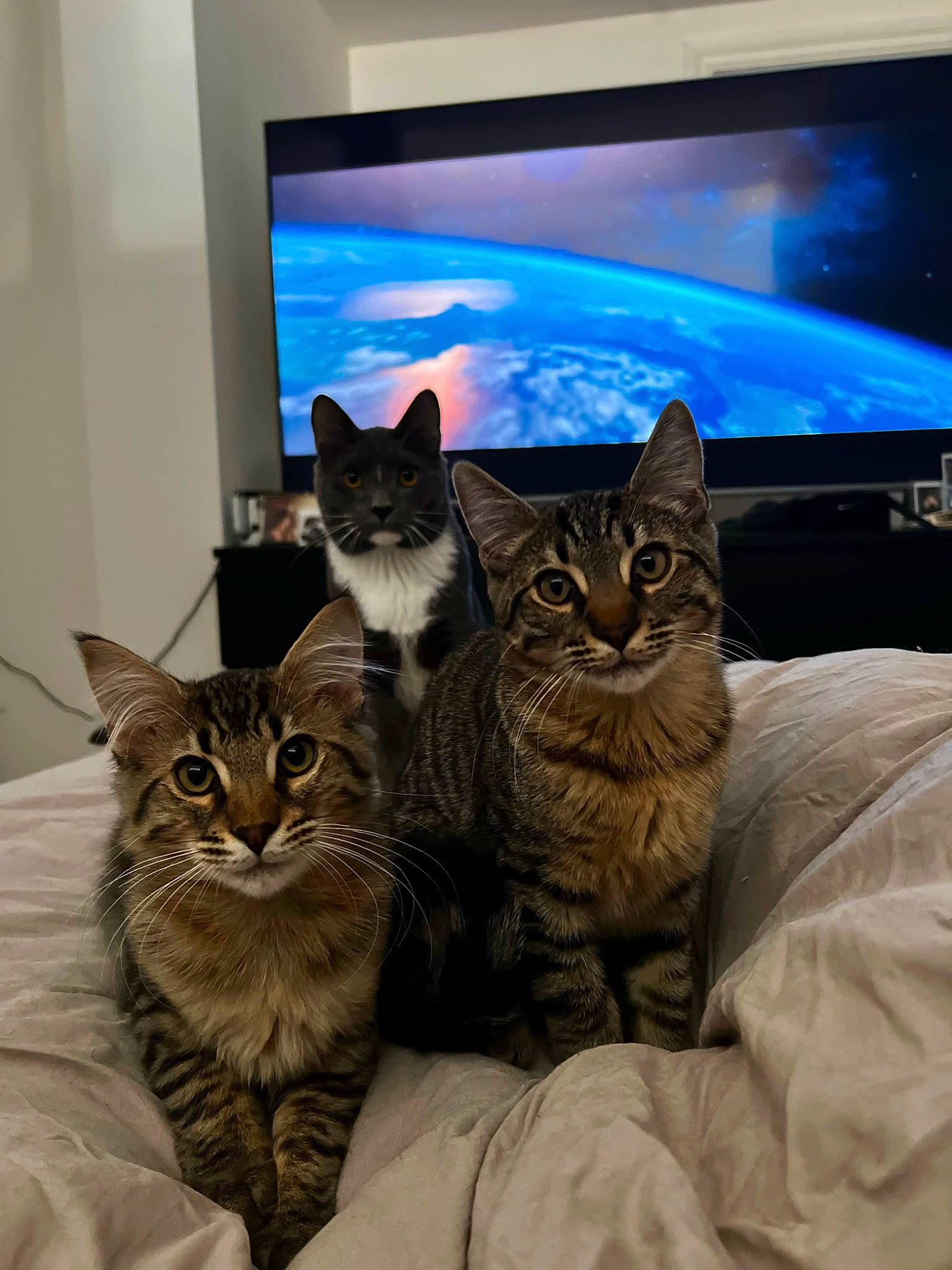 Teddy joined the competition — help win amazing prizes! carnivore, cat, comfort, computer_keyboard, computer_monitor, display_device, domestic_short_haired_cat, door, felidae, flat_panel_display, fur, led_backlit_lcd_display, output_device, paw, small_to_medium_sized_cats, tail, television, television_set, vertebrate, whiskers