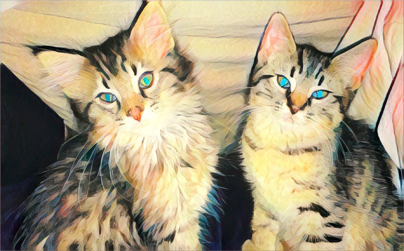 Teddy joined the competition — help win amazing prizes! carnivore, cat, claw, domestic_short_haired_cat, fawn, felidae, fur, gesture, pattern, paw, photo_caption, small_to_medium_sized_cats, snout, symmetry, tail, terrestrial_animal, whiskers