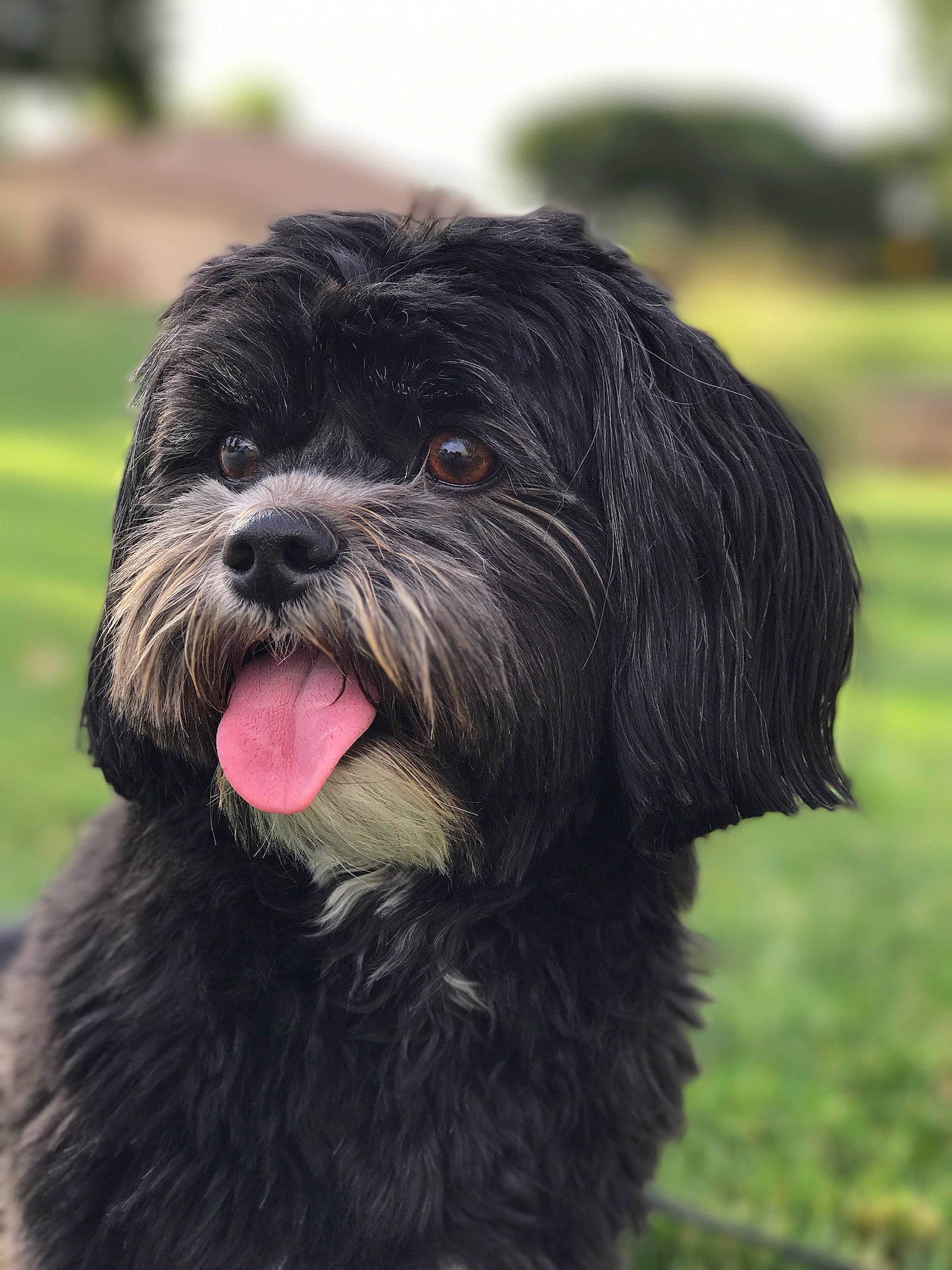 Koda joined the competition — help win amazing prizes! canidae, carnivore, companion_dog, dog, dog_breed, fur, grass, liver, maltepoo, non_sporting_group, small_terrier, snout, sporting_group, terrestrial_animal, terrier, toy_dog, water_dog, working_animal, working_dog