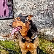 Shadow participe au concours pour gagner de l'argent avec cette photo : dog, animal, water, moss, stone_wall, outdoor, tongue_out, happy, pet, puddle, nature, brown, black, collar, leash, standing, canine, weathered, rustic, environment