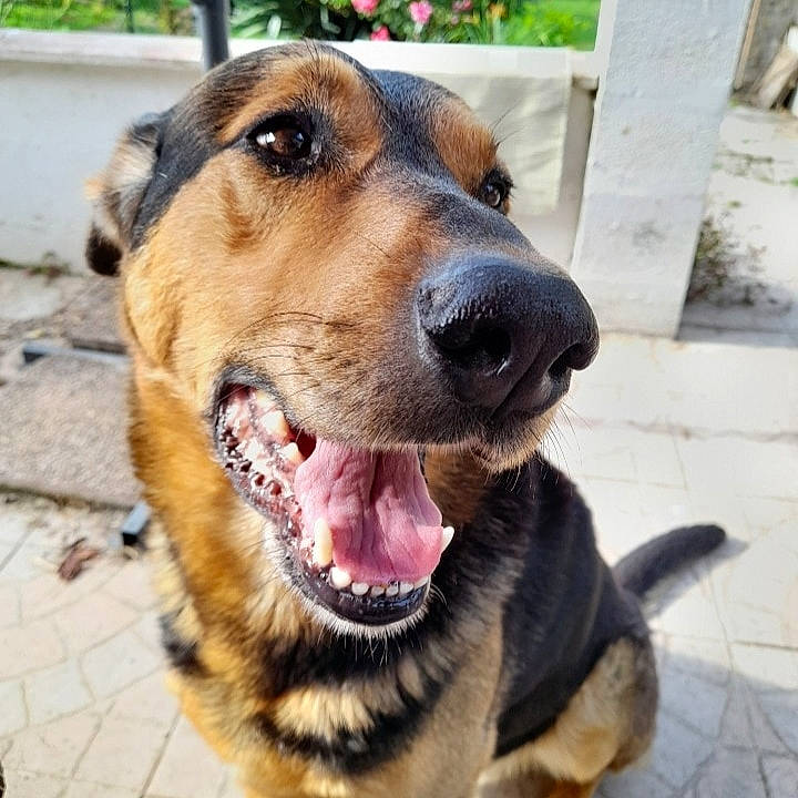 Shadow participe au concours pour gagner de l'argent avec cette photo : canidae, carnivore, collar, companion_dog, dog, dog_breed, dog_collar, fawn, fur, guard_dog, leash, paw, pet_supply, plant, retriever, snout, sporting_group, whiskers, working_animal, working_dog