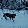 Shadow participe au concours pour gagner de l'argent avec cette photo : dog, snow, winter, forest, trees, leash, outdoor, animal, nature, cold, walk, path, canine, season, bare_trees, snow_cover, quiet, chilly, daytime, wildlife