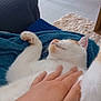 cat, hand, pet, indoor, blanket, fur, comfort, relaxation, white_cat, orange_spots, paw, floor, tile, home, cozy, resting, cute, animal, domestic, sleepy