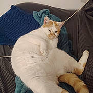 Teddy participe au concours pour gagner de l'argent avec cette photo : cat, white_cat, orange_cat, pet, indoor, couch, blanket, pillow, relaxed, lounging, feline, fur, tail, resting, domestic_animal, cozy, comfortable, home, sleepy, cute