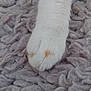 cat_paw, white_fur, carpet, texture, close_up, animal, pet, soft, furry, floor, indoor, cozy, detail, toe, orange_spot, resting, quiet, home, comfort, feline