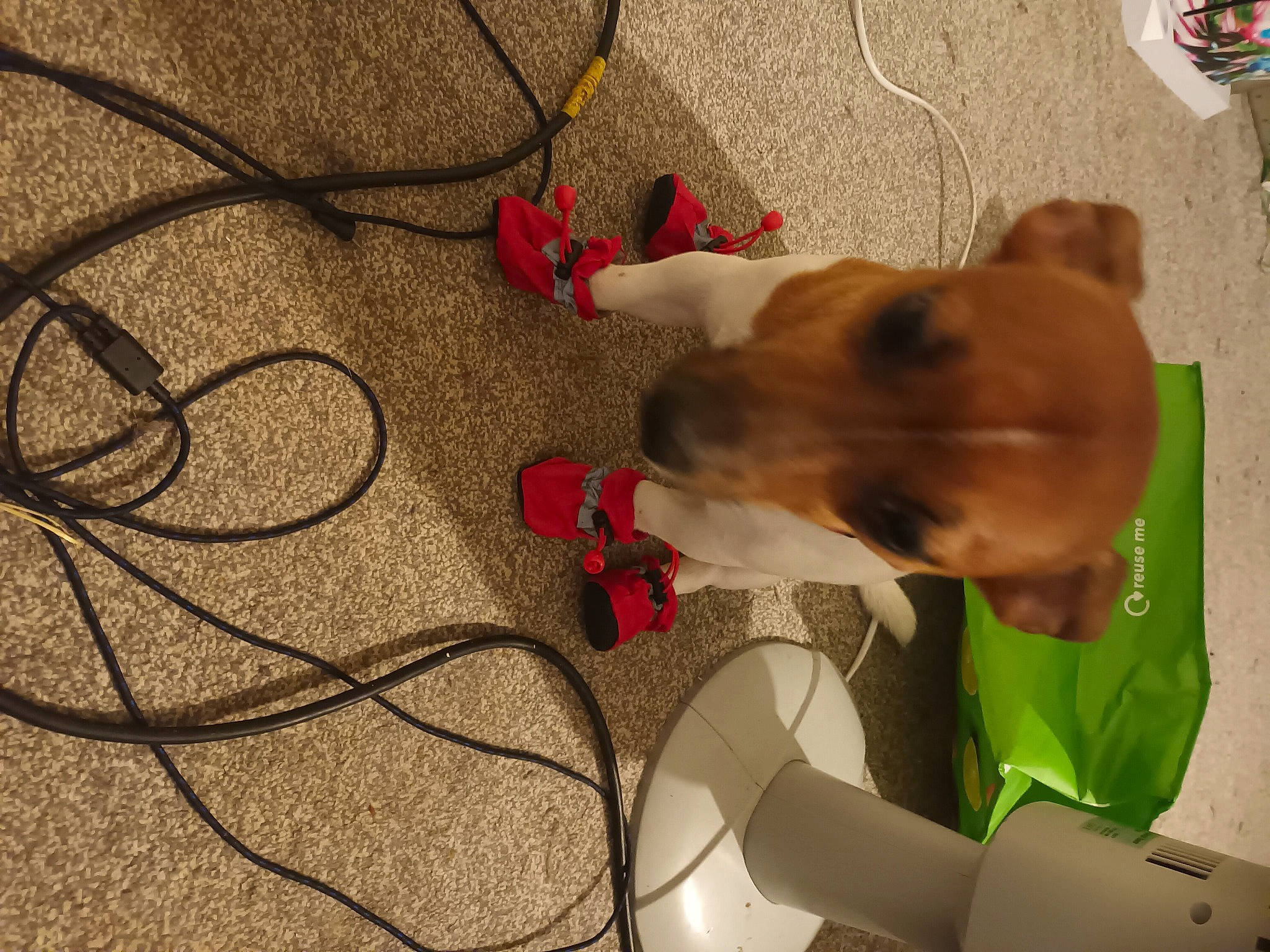 Milo is registered to the contest to win money with this photo: audio_equipment, cable, canidae, carmine, carnivore, collar, companion_dog, dog, dog_breed, dog_collar, dog_supply, ear, electrical_wiring, fawn, pet_supply, snout, sporting_group, tail, whiskers, wire