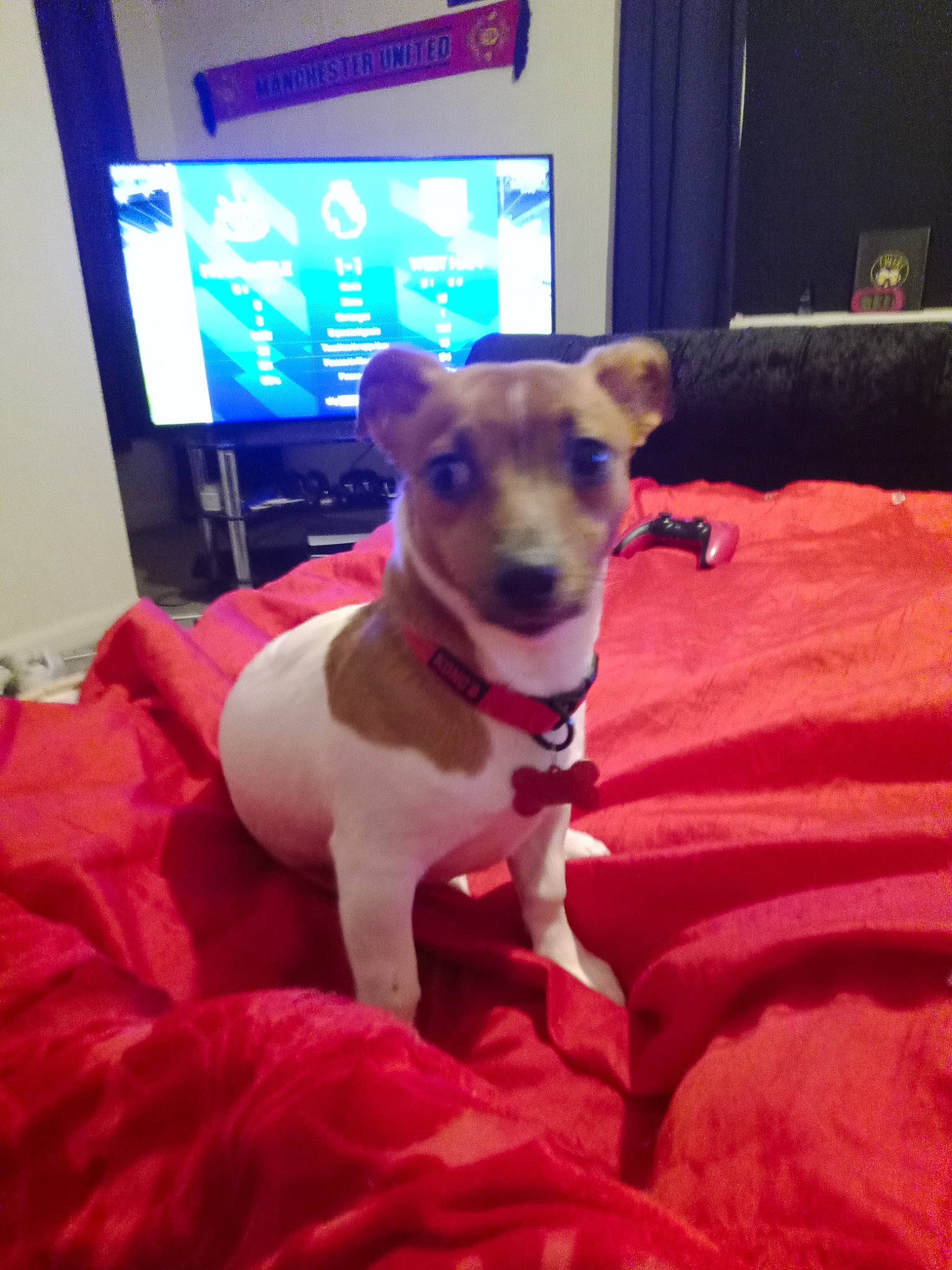 Milo is registered to the contest to win money with this photo: cable_television, canidae, carnivore, collar, comfort, companion_dog, couch, dog, dog_breed, dog_collar, dog_supply, drinkware, event, fawn, linens, pet_supply, snout, sporting_group, television, terrier