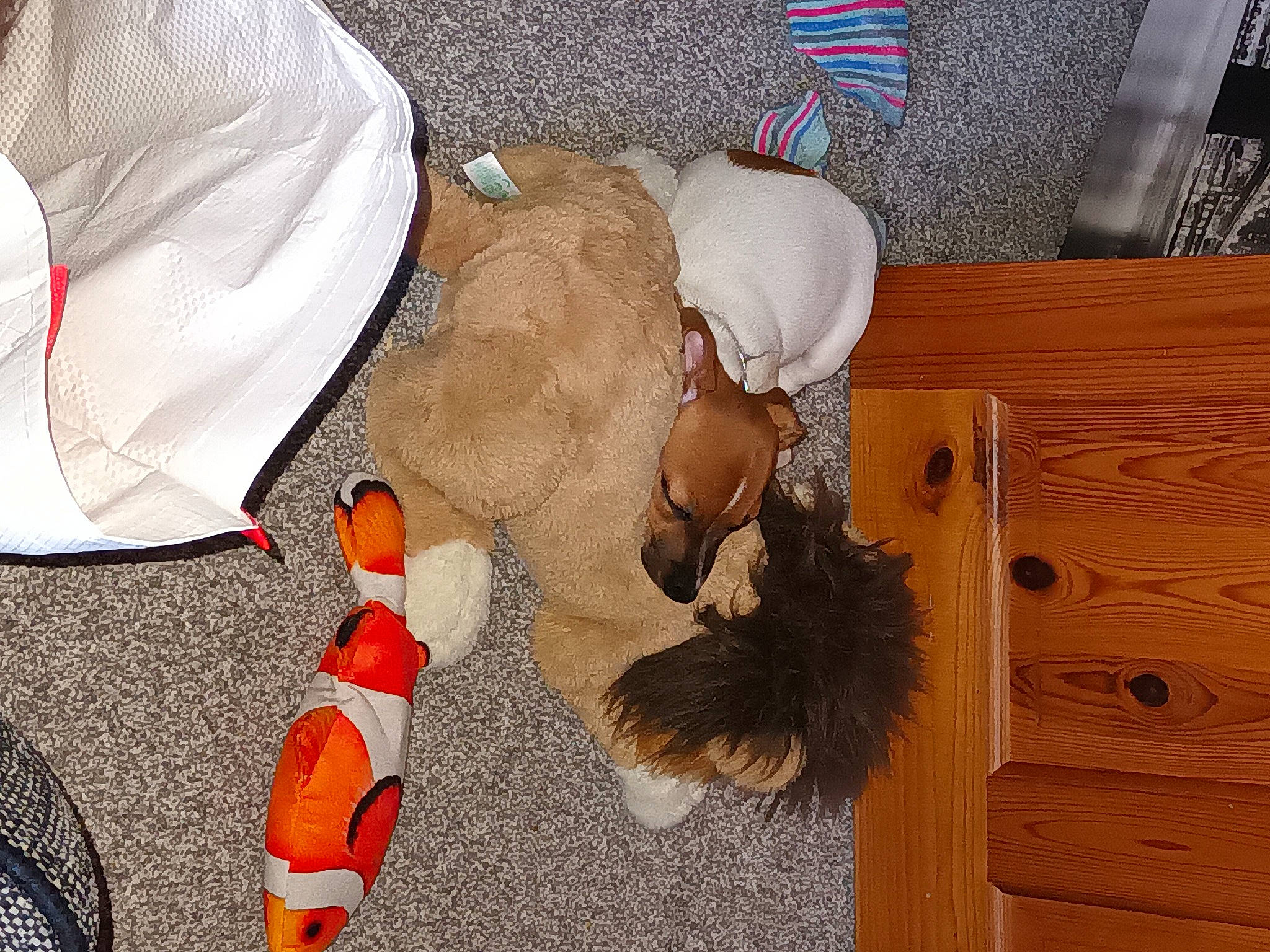 Milo is registered to the contest to win money with this photo: canidae, carmine, child, comfort, companion_dog, costume, fawn, flooring, fun, fur, hardwood, hat, human_leg, stuffed_toy, tail, thigh, toy, varnish, wood, wood_stain