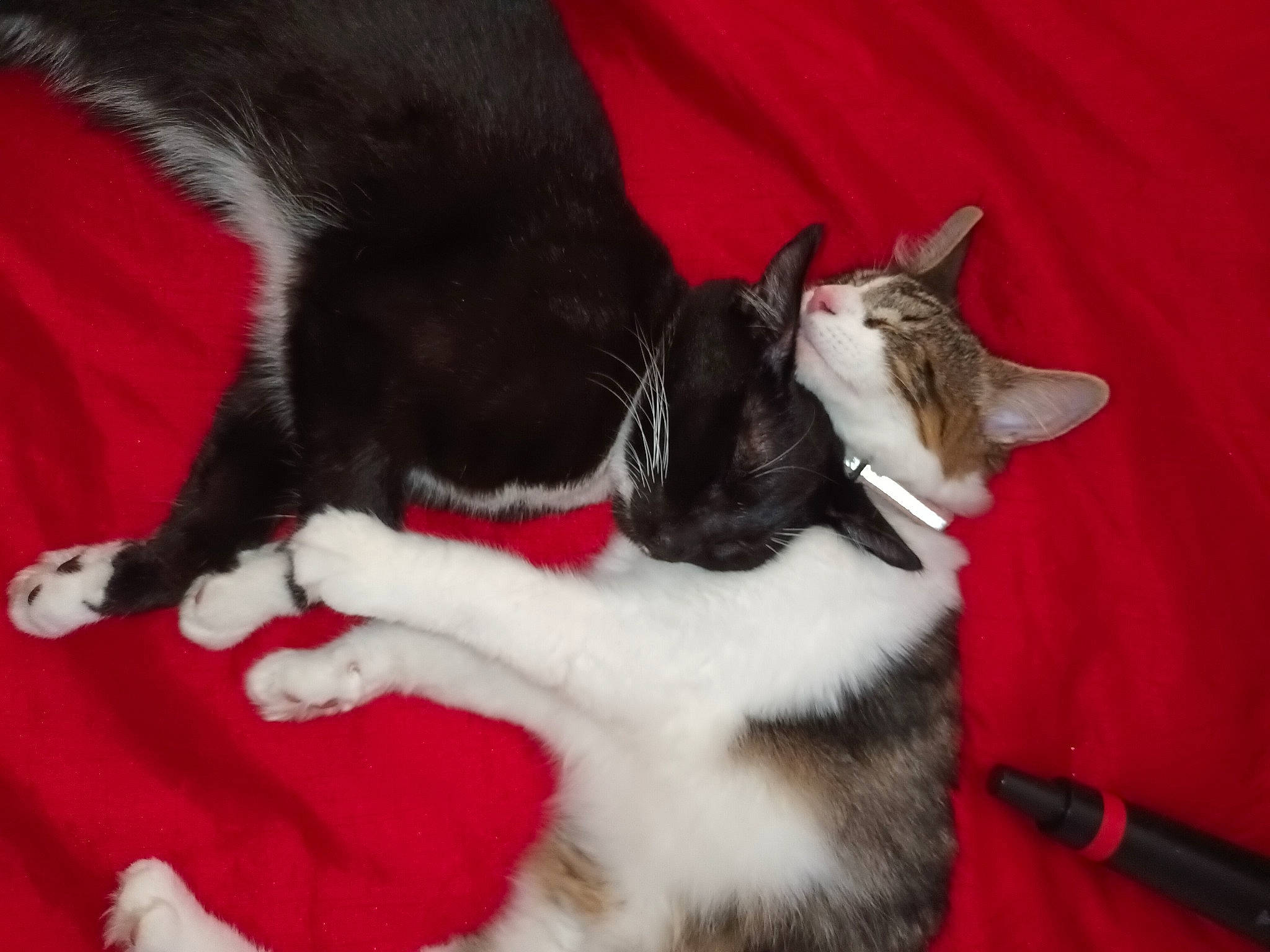 Luna is registered to the contest to win money with this photo: black_cat, canidae, carmine, carnivore, cat, claw, comfort, companion_dog, dog_breed, domestic_short_haired_cat, felidae, fur, mammal, paw, small_to_medium_sized_cats, snout, sporting_group, tail, vertebrate, whiskers