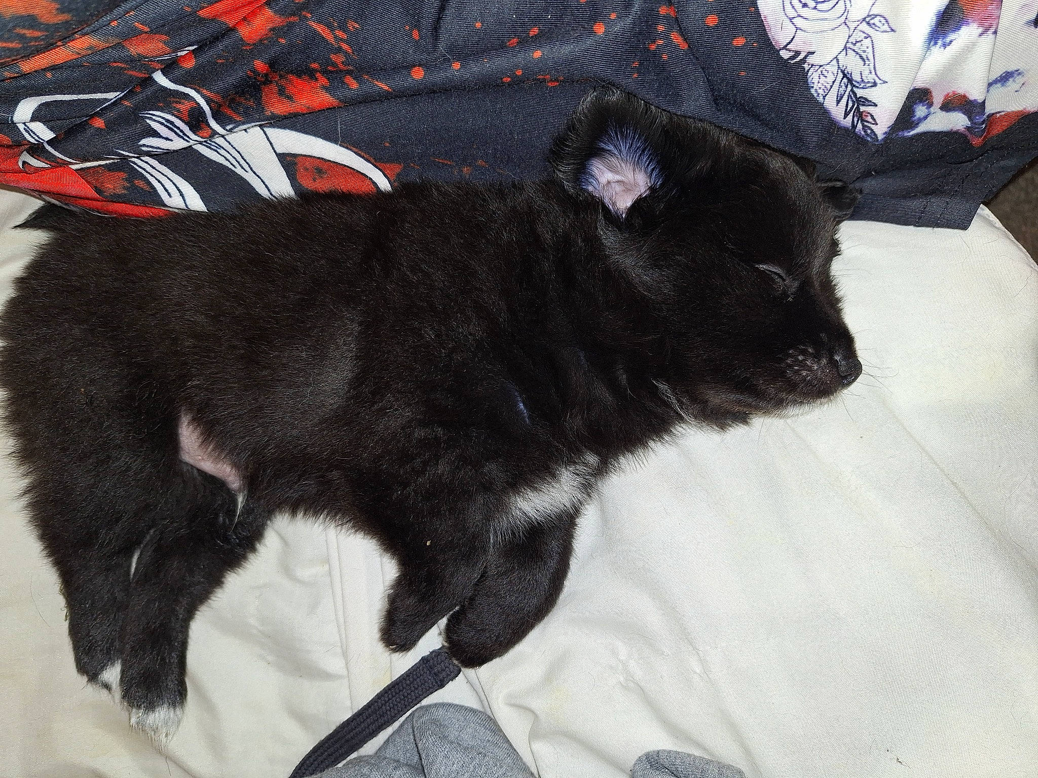 Oreo joined the competition — help win amazing prizes! black_cat, bombay, carmine, carnivore, cat, claw, comfort, companion_dog, dog_breed, domestic_short_haired_cat, felidae, fur, linens, sleeve, small_to_medium_sized_cats, sporting_group, tail, terrestrial_animal, whiskers, working_animal