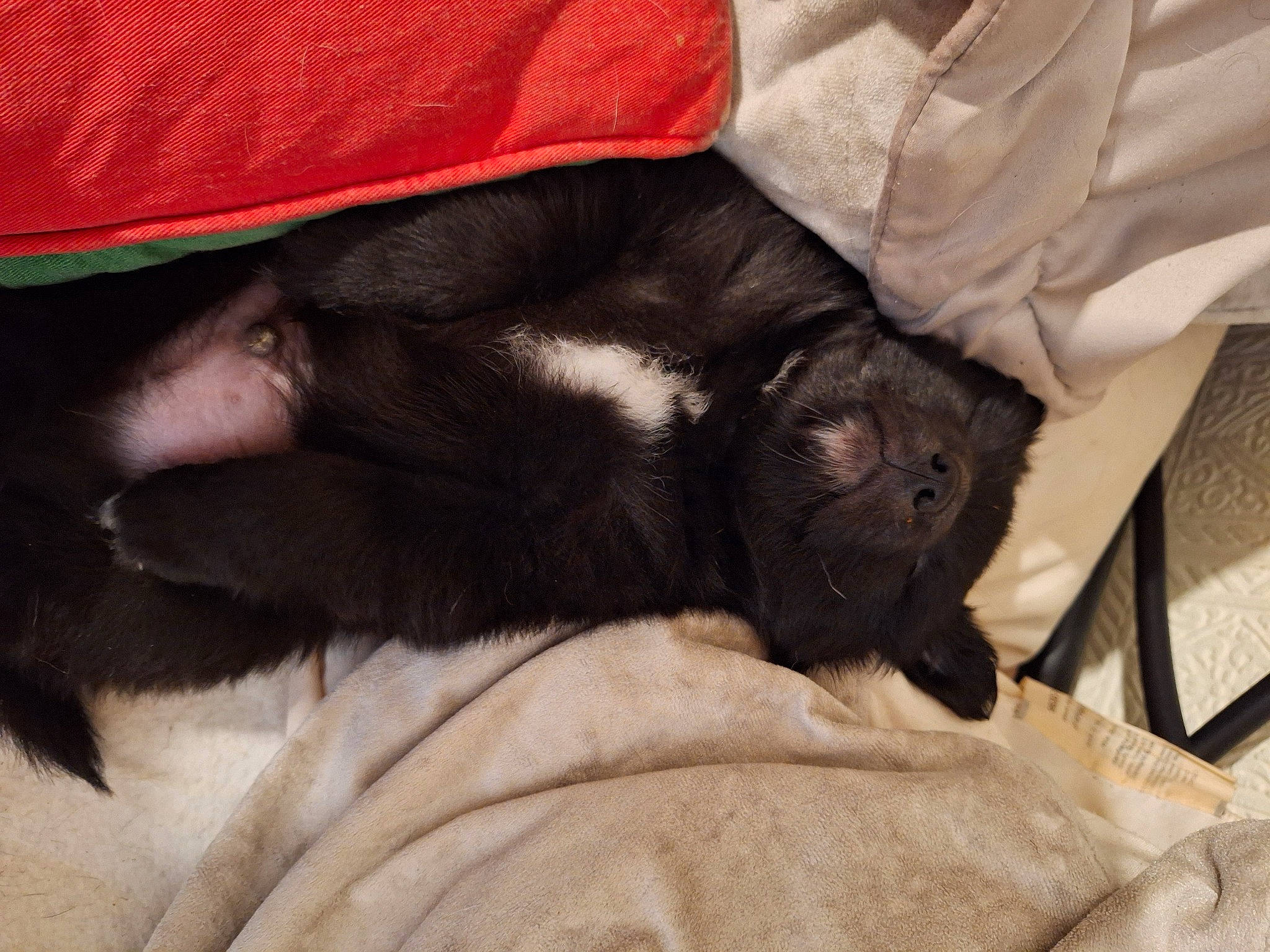 Oreo joined the competition — help win amazing prizes! bed, black_cat, canidae, carnivore, cat, comfort, companion_dog, dog_breed, domestic_short_haired_cat, ear, fawn, felidae, fur, gesture, liver, small_to_medium_sized_cats, snout, sporting_group, vertebrate, whiskers