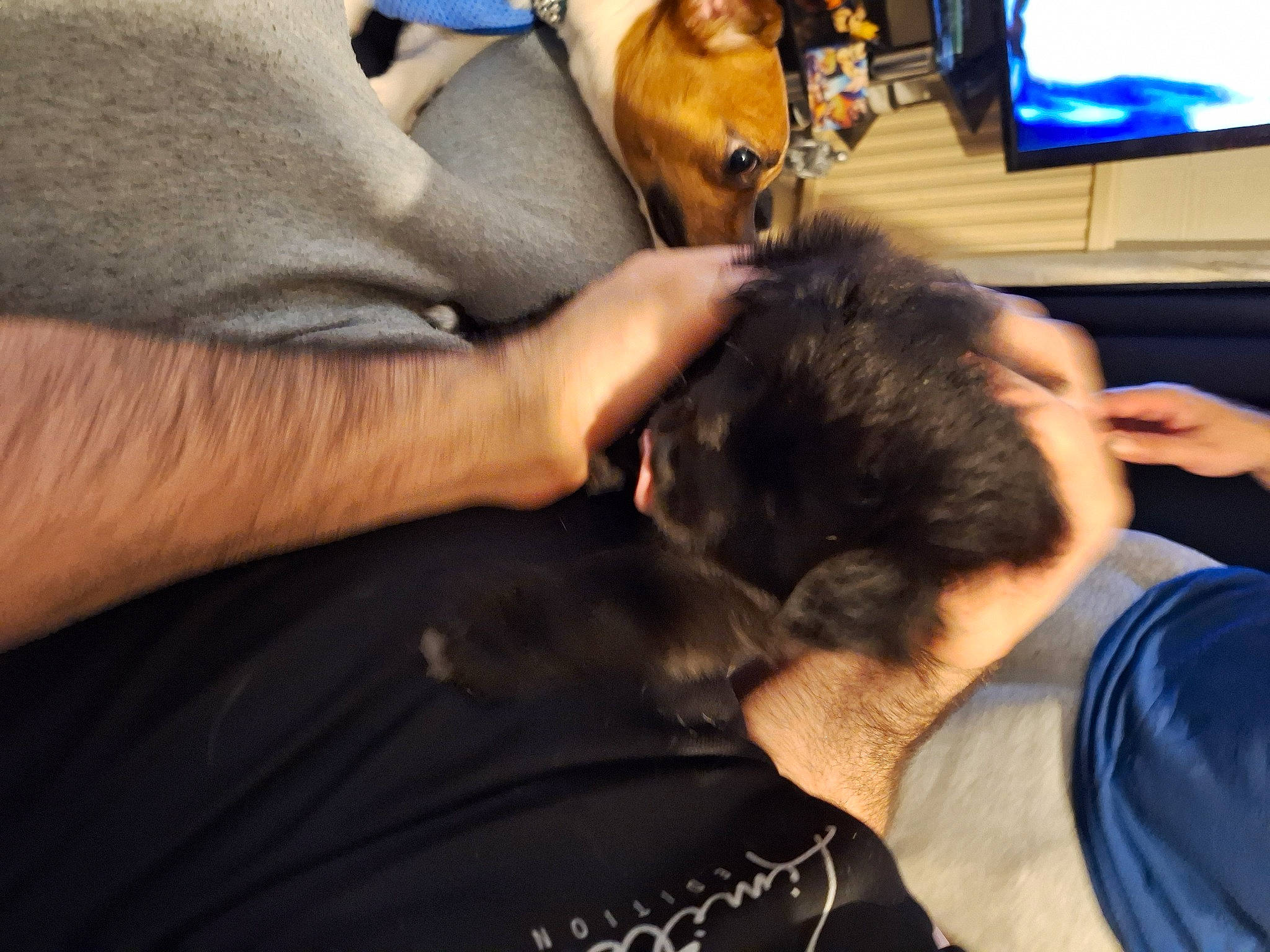 Oreo joined the competition — help win amazing prizes! abdomen, carnivore, cat, comfort, companion_dog, dog_breed, ear, elbow, felidae, finger, fur, gesture, hand, nail, small_to_medium_sized_cats, t_shirt, television, veterinarian, whiskers, wrist