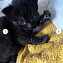 kitten, black_cat, pet, animal, cute, furry, small, blue_eyes, paws, blanket, yellow, texture, indoor, closeup, fur, young, cozy, resting, domestic_cat, sleepy