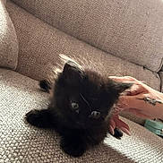 Kiara is registered to the contest to win money with this photo: kitten, black_cat, pet, couch, hand, tattoo, furniture, indoor, closeup, animal, cute, furry, small, cozy, resting, texture, domestic, feline, young, comfort
