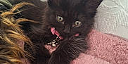 Kiara is registered to the contest to win money with this photo: kitten, black_cat, pet, collar, bells, pink_blanket, furry, cute, curious, indoor, cozy, resting, animal, small, sleepy, soft_texture, closeup, whiskers, ears, young