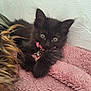 kitten, black_cat, pet, collar, bells, pink_blanket, furry, cute, curious, indoor, cozy, resting, animal, small, sleepy, soft_texture, closeup, whiskers, ears, young