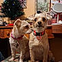 dog, dogs, small_dog, terrier, pet, pair, collar, heart_tag, sitting, whispering, curious, indoor, vanity, mirror, christmas_tree, holiday_decor, furniture, stool, closeup, cozy