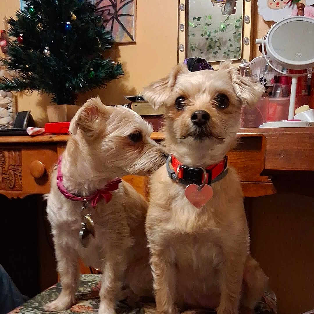 Bella joined the competition — help win amazing prizes! christmas_tree, closeup, collar, cozy, curious, dog, dogs, furniture, heart_tag, holiday_decor, indoor, mirror, pair, pet, sitting, small_dog, stool, terrier, vanity, whispering