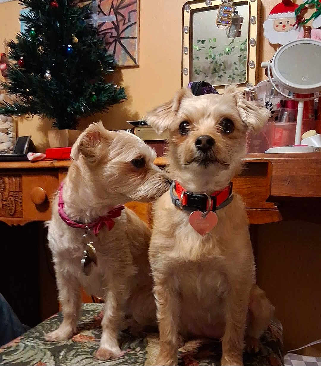 Bella joined the competition — help win amazing prizes! dog, dogs, small_dog, terrier, pet, pair, collar, heart_tag, sitting, whispering, curious, indoor, vanity, mirror, christmas_tree, holiday_decor, furniture, stool, closeup, cozy