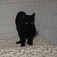 Ruby participe au concours pour gagner de l'argent avec cette photo : abyssinian, animal, bed, bedroom, blackcat, cat, furniture, indoors, kitten, manx, pet, quilt, room, silhouette