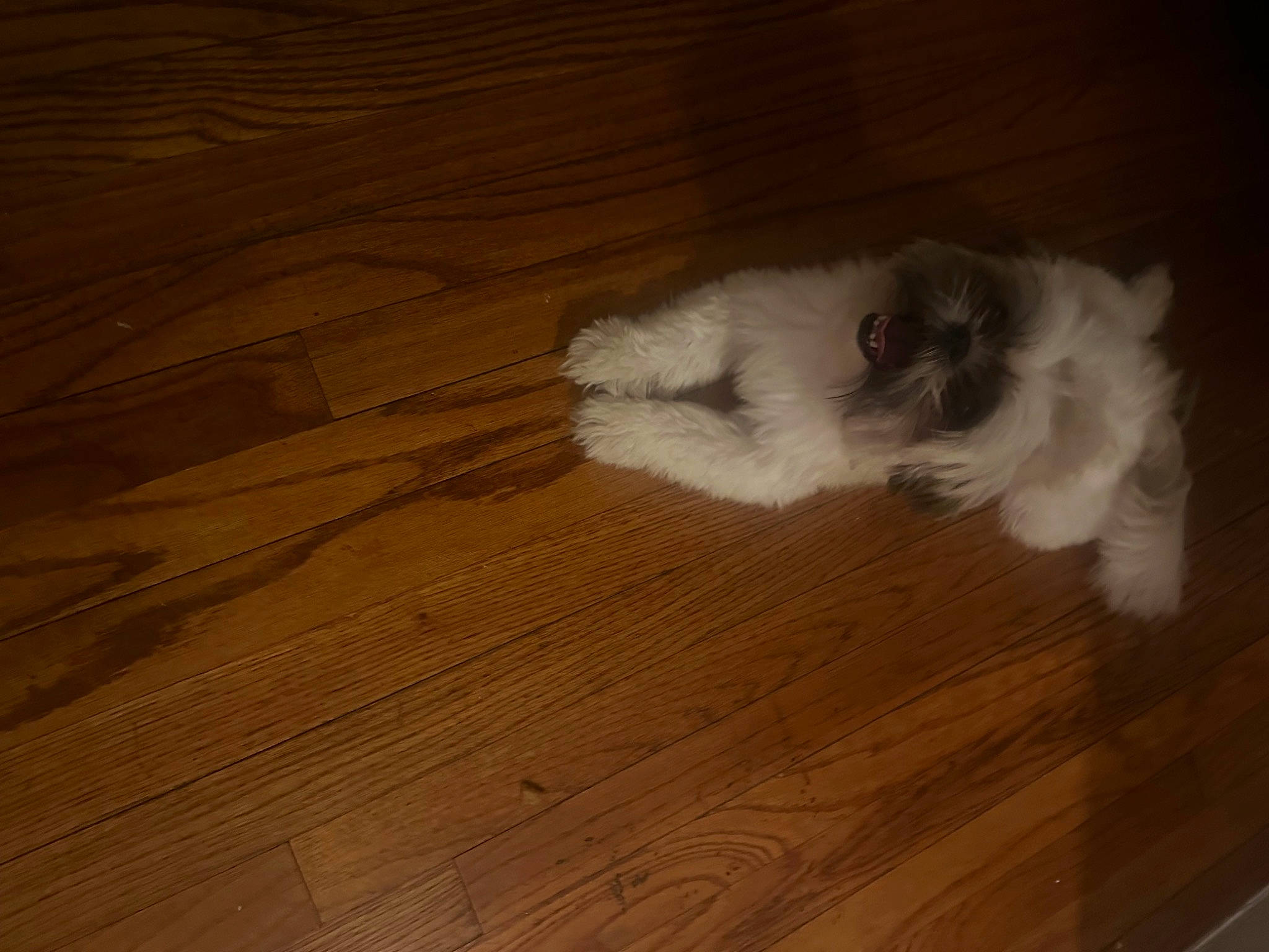 Daisy joined the competition — help win amazing prizes! canidae, carnivore, cat, companion_dog, dog_breed, felidae, floor, flooring, hardwood, laminate_flooring, paw, plank, plywood, small_to_medium_sized_cats, tail, varnish, whiskers, wood, wood_flooring, wood_stain