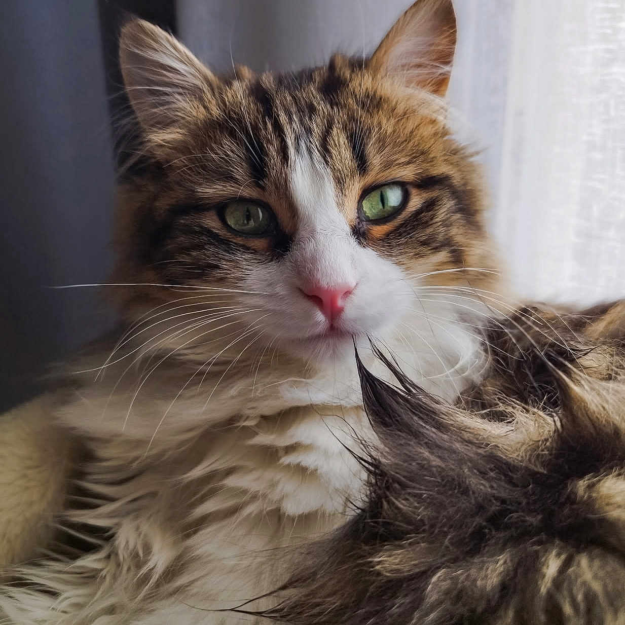 Atlas a rejoint le concours — aidez-le/la à gagner de superbes lots ! abyssinian, angora, animal, bodypart, brasssection, cat, face, hardwood, head, indoors, kitten, manx, mouth, person, pet, photography, portrait, siamese, sleeping, wood