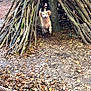 dog, golden_retriever, forest, sticks, teepee, leaves, woods, nature, outdoor, happy, playful, animal, tree, ground, daylight, canine, running, smiling, adventure, woodland