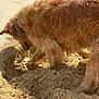 Lutcho participe au concours pour gagner de l'argent avec cette photo : dog, beach, sand, digging, paw, foot, outdoor, sunlight, nature, animal, fur, shore, coast, rocks, water, summer, vacation, pet, playful, daytime