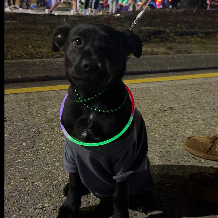 Bailey joined the competition — help win amazing prizes! animal, black_dog, building, canine, celebration, crowd, dog, footwear, glow_necklace, leash, mammal, neon_lights, night, outdoor, people, pet, shirt, sidewalk, street, urban