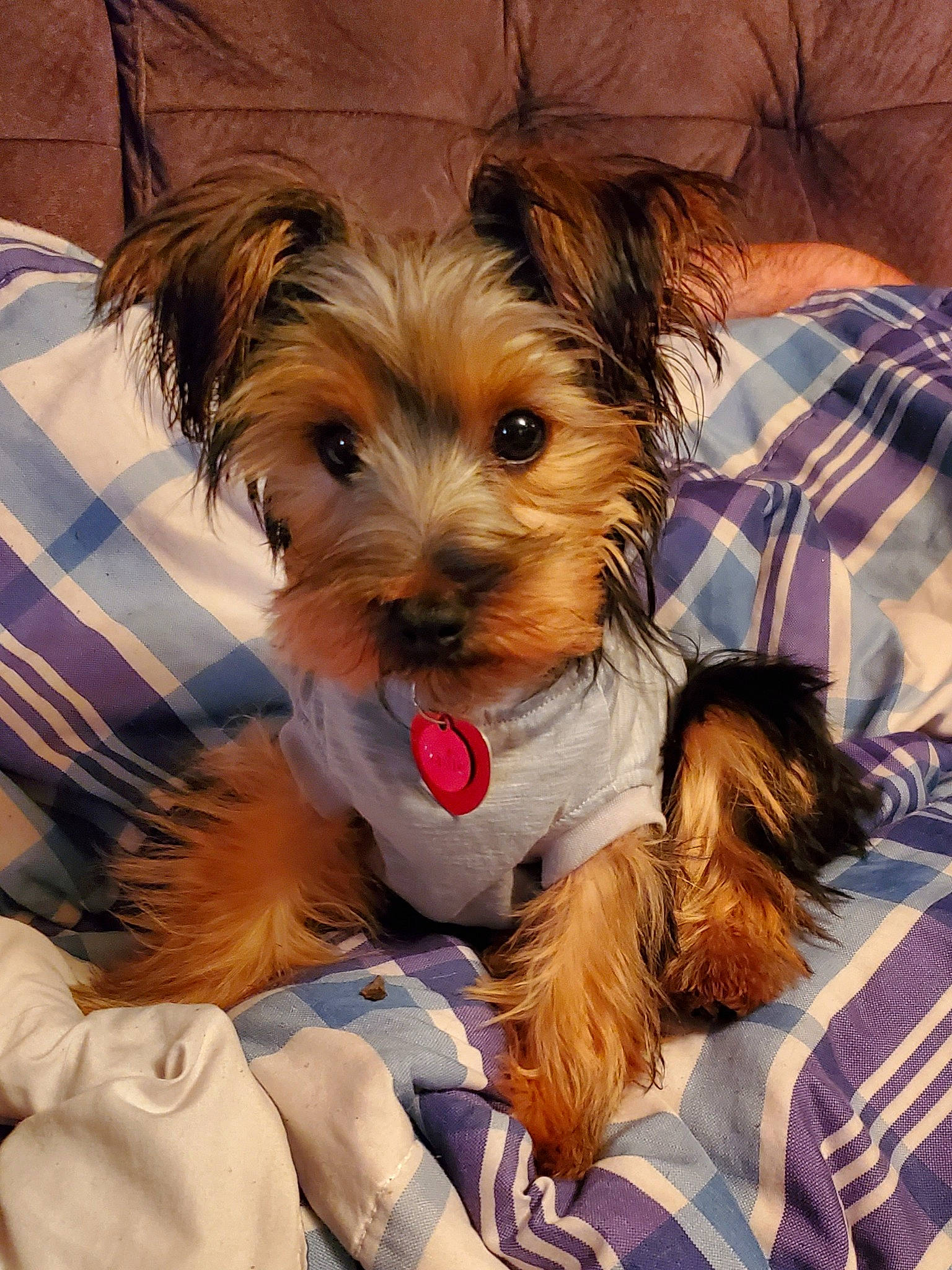 Sadie is registered to the contest to win money with this photo: australian_silky_terrier, australian_terrier, biewer_terrier, canidae, carnivore, companion_dog, dog, dog_breed, maltepoo, mammal, morkie, puppy, schnoodle, small_terrier, snout, terrier, toy_dog, vertebrate, yorkipoo, yorkshire_terrier