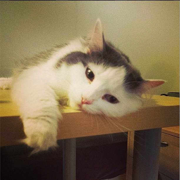 Echo is registered to the contest to win money with this photo: