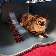 Lily is registered to the contest to win money with this photo: cat, animal, pet, feline, short_hair, brown, cream, blue_eyes, sitting, lying_down, staring, portrait, pet_carrier, crate, plastic, indoor, red_carpet, background, whiskers, serious_expression