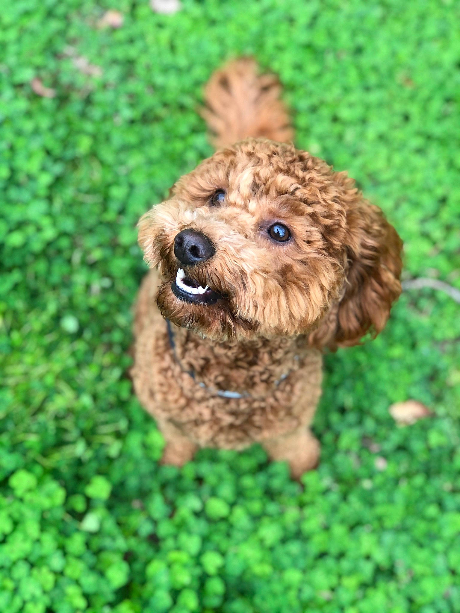 Roscoe joined the competition — help win amazing prizes! canidae, carnivore, companion_dog, dog, dog_breed, fawn, fur, grass, groundcover, liver, plant, poodle, snout, sporting_group, terrestrial_animal, terrier, toy, toy_dog, water_dog, working_animal