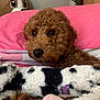 dog, brown_dog, blanket, pink_pillow, stuffed_animal, indoor, cozy, fur, cute, bed, toy, home, animal, resting, pet, soft, comfort, relaxed, close_up, furry