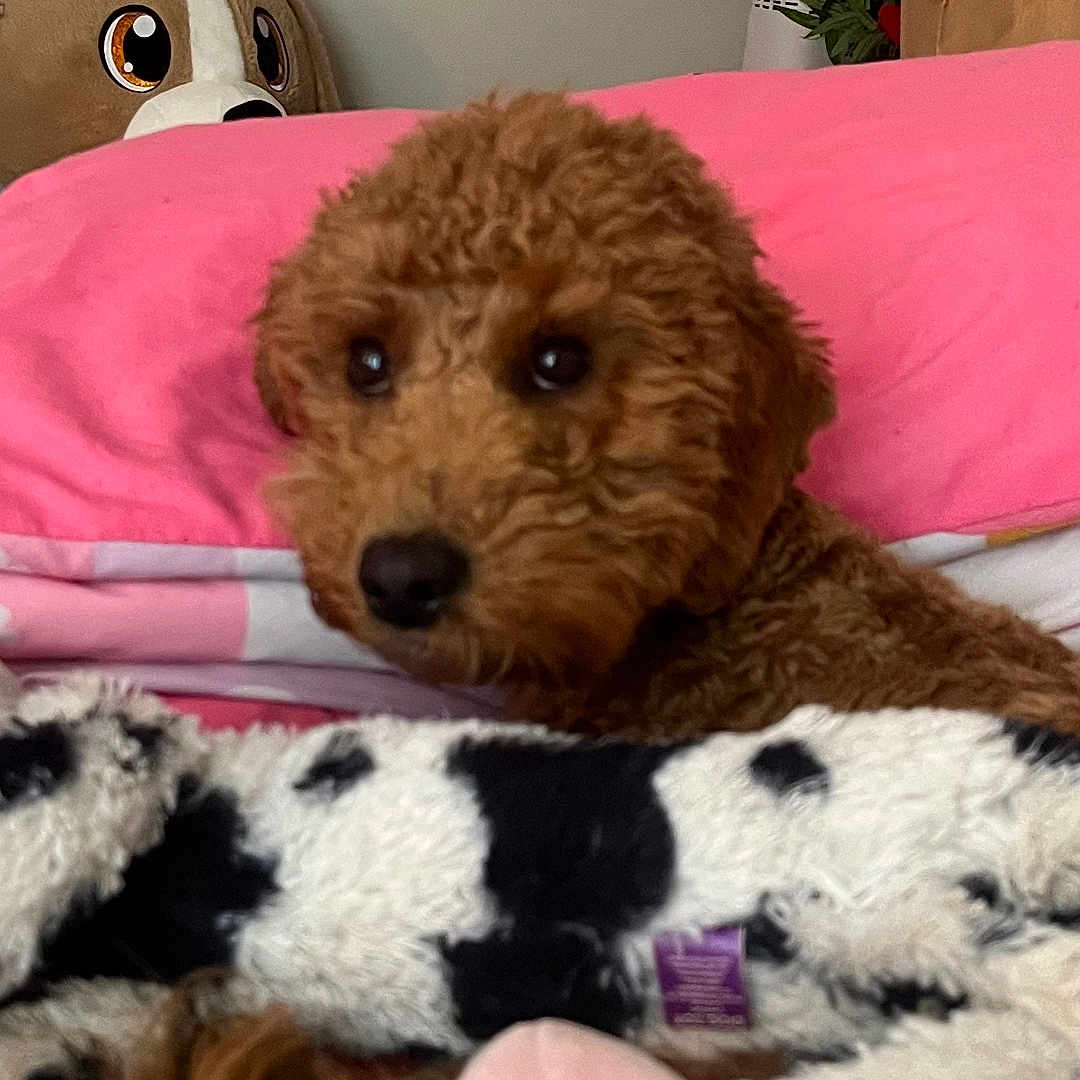 Ruby joined the competition — help win amazing prizes! animal, bed, blanket, brown_dog, close_up, comfort, cozy, cute, dog, fur, furry, home, indoor, pet, pink_pillow, relaxed, resting, soft, stuffed_animal, toy
