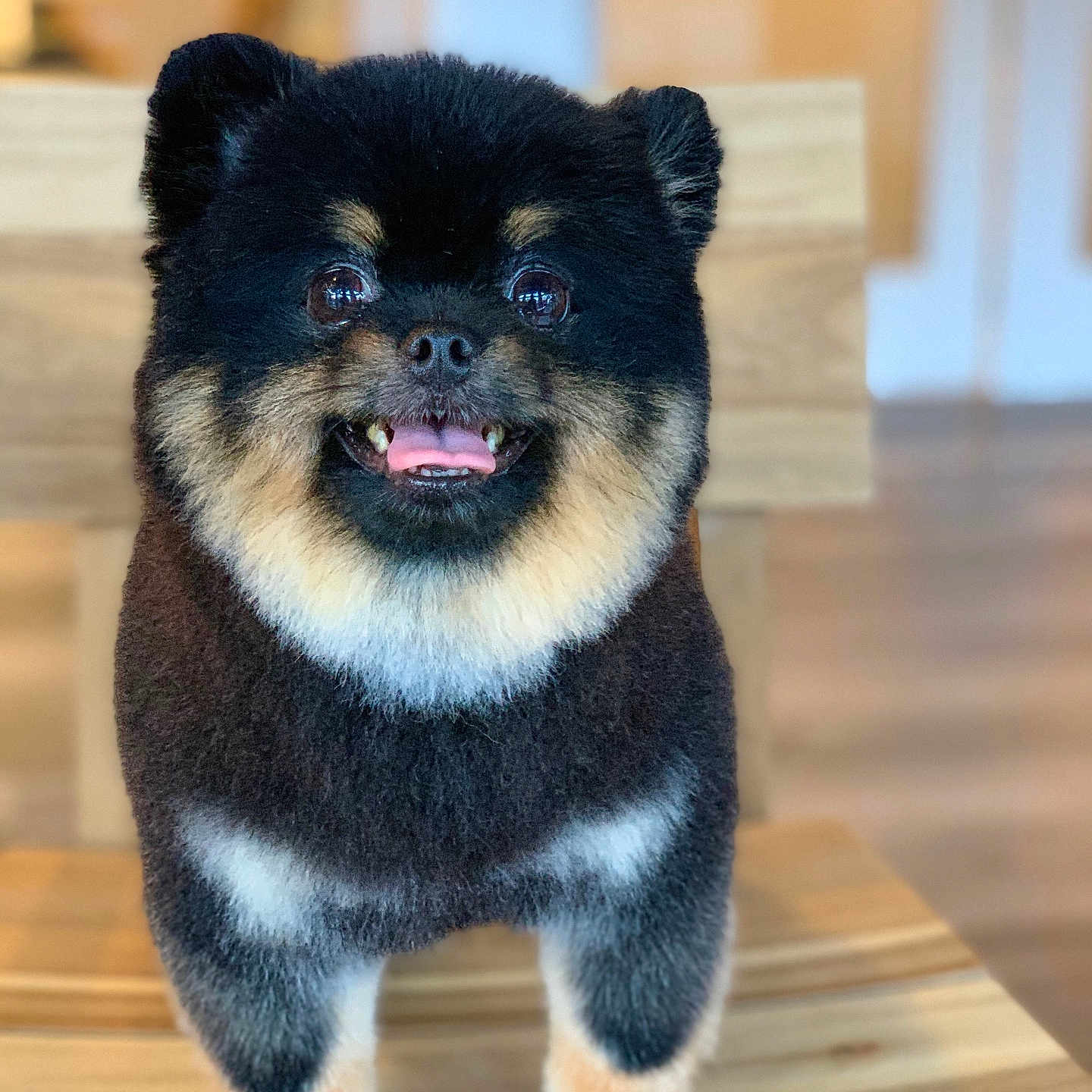 Rocco joined the competition — help win amazing prizes! animal, bear, bodypart, canine, cat, chow, cockerspaniel, dog, germanshepherd, hardwood, husky, indoors, interiordesign, manx, papillon, pet, plywood, puppy, snout, wood