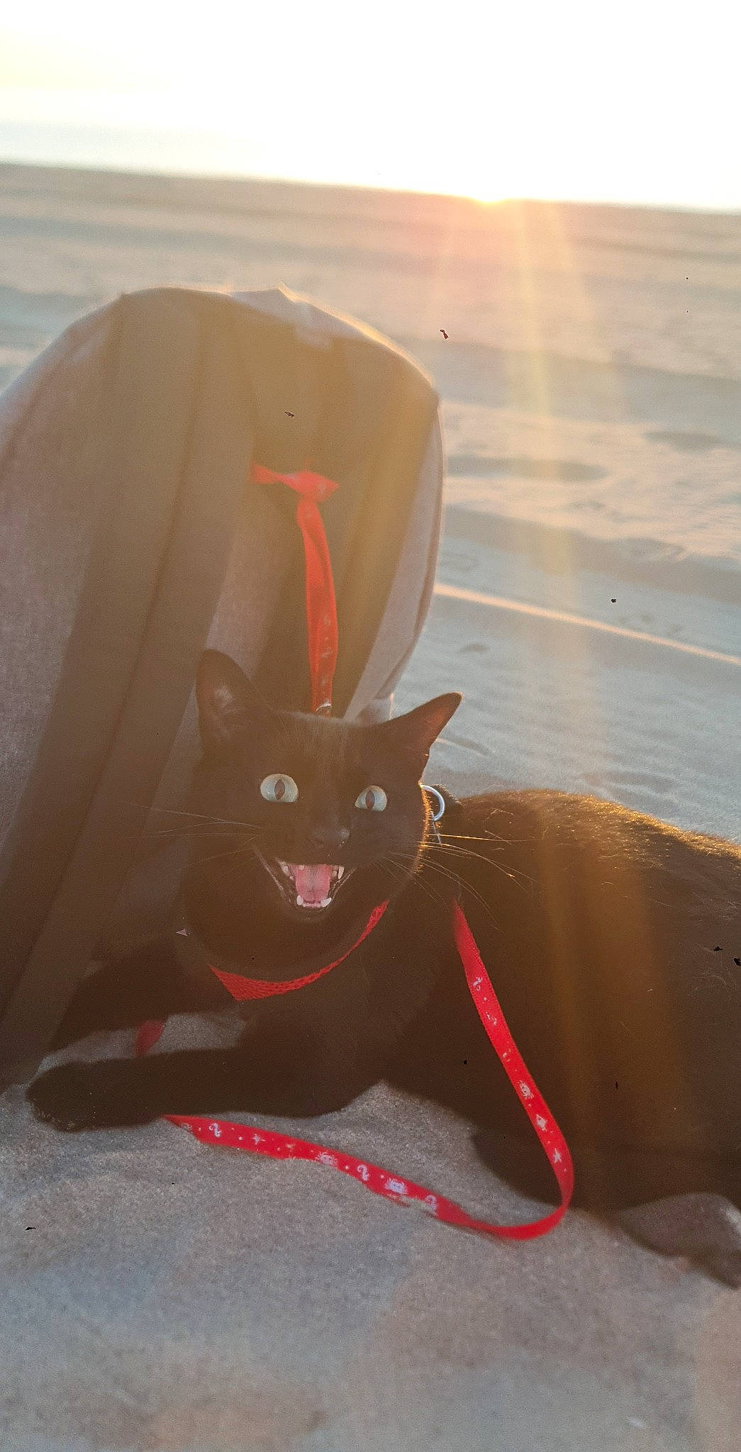 Xéna a rejoint le concours — aidez-le/la à gagner de superbes lots ! bag, carmine, carnivore, cat, eyewear, fashion_accessory, felidae, hat, orange, personal_protective_equipment, sky, small_to_medium_sized_cats, snout, sunglasses, tail, tints_and_shades, tree, umbrella, whiskers, window