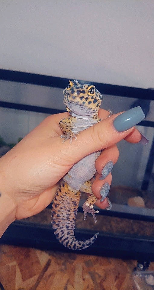 Kyla participe au concours pour gagner de l'argent avec cette photo : dragon_lizard, gecko, hand, lizard, nail, reptile, scaled_reptile