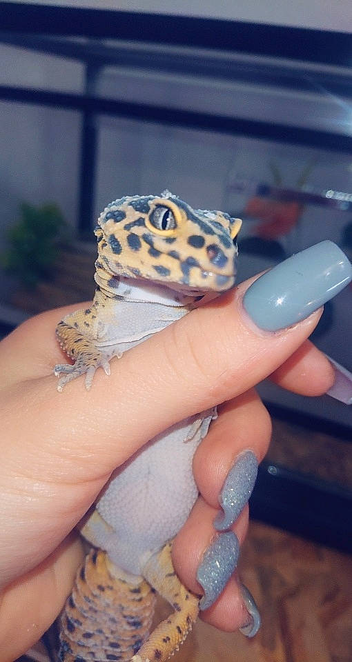 Kyla a rejoint le concours — aidez-le/la à gagner de superbes lots ! finger, gecko, hand, lizard, nail, nail_care, reptile, scaled_reptile